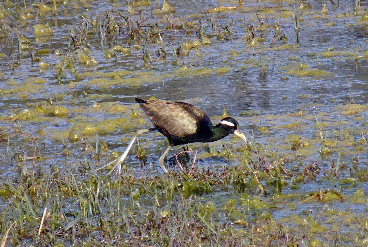 bird, bronze-winged jacana, metopidius indicus, jacana, wildlife, bharatpur, national park, sanctuary, india, jacana, jacana, jacana, nature, jacana, jacana