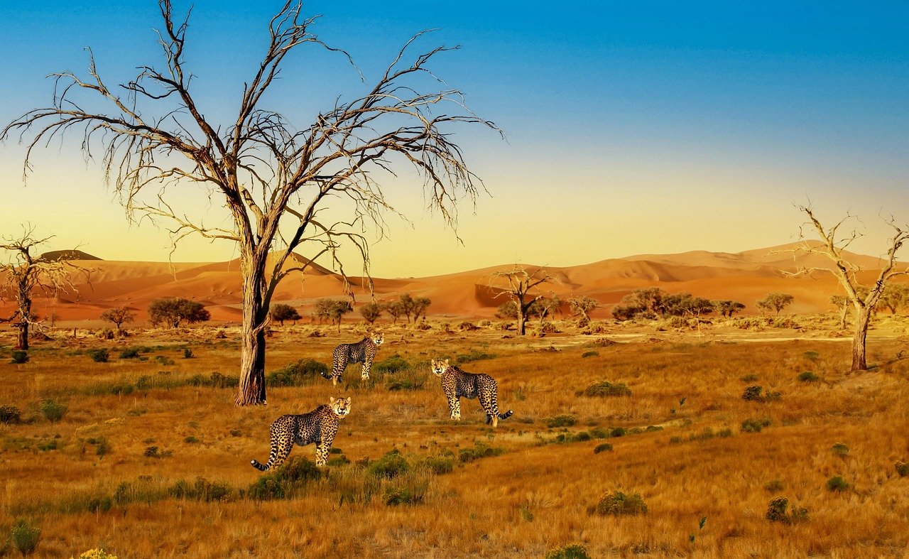 cheetahs, africa, wilderness, nature, dry ground, desert, serengeti, wildlife, trees, sunset, grassland, serengeti, serengeti, serengeti, serengeti, serengeti