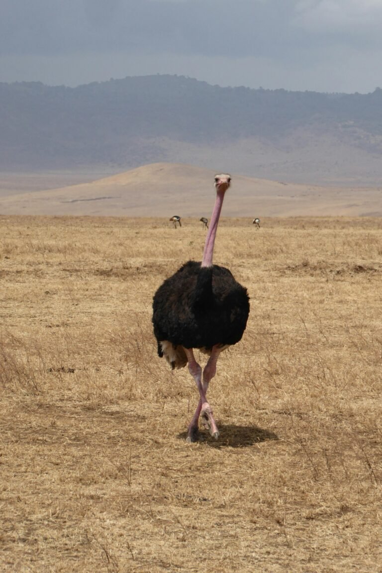 Capture of a wild ostrich roaming the expansive grasslands of Arusha, Tanzania.